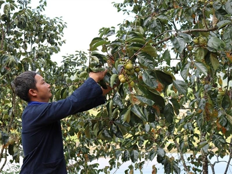 Bảo Lâm persimmon orchards