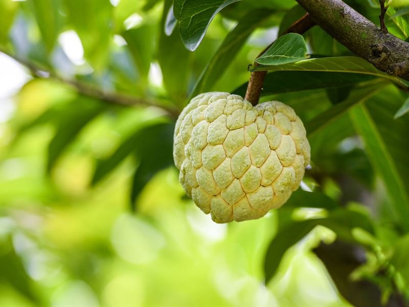 Chi Lăng custard apples