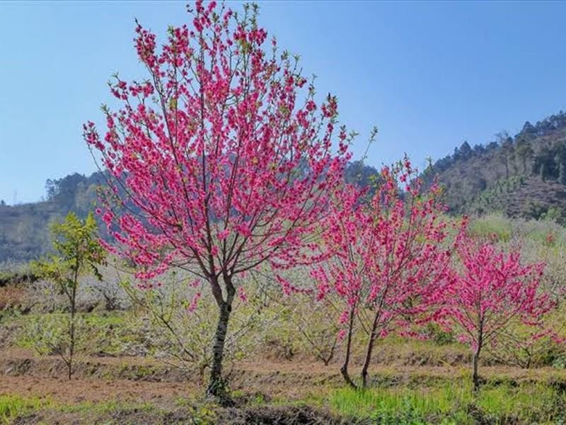 Mẫu Sơn peaches