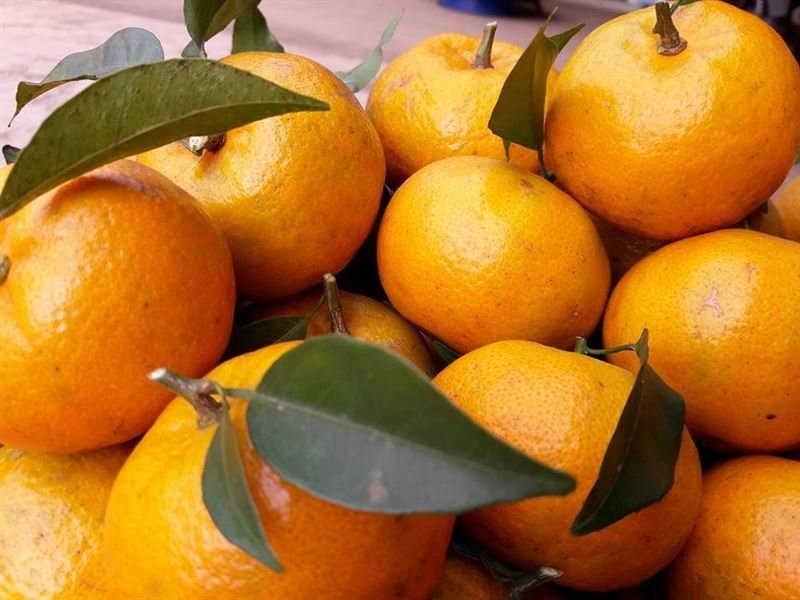 Bắc Sơn tangerines